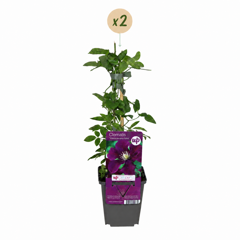 Clematis 'Warszawska Nike' (Waldrebe) – rot – 2 Pflanzen, Ø9 cm, 35 cm hoch – Bild 2