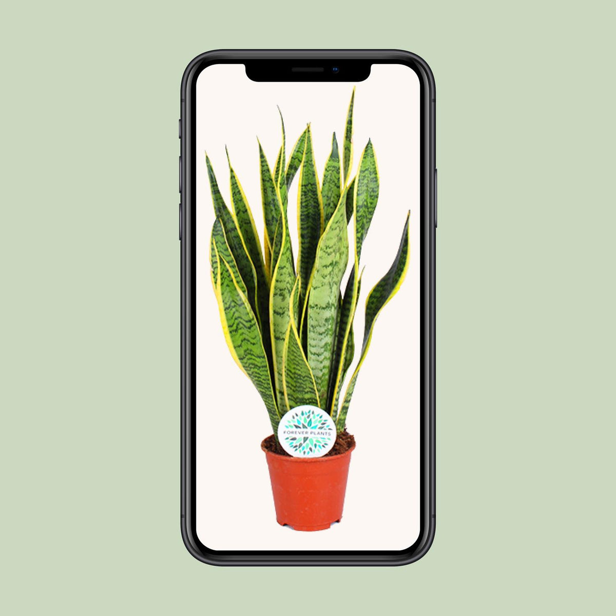 Sansevieria trifasciata Laurentii (vrouwentong) – Ø14 cm, 50 cm hoog