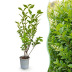 Ligustrum ovalifolium (common privet) – 40 plants, Ø9 cm, 35–45 cm high