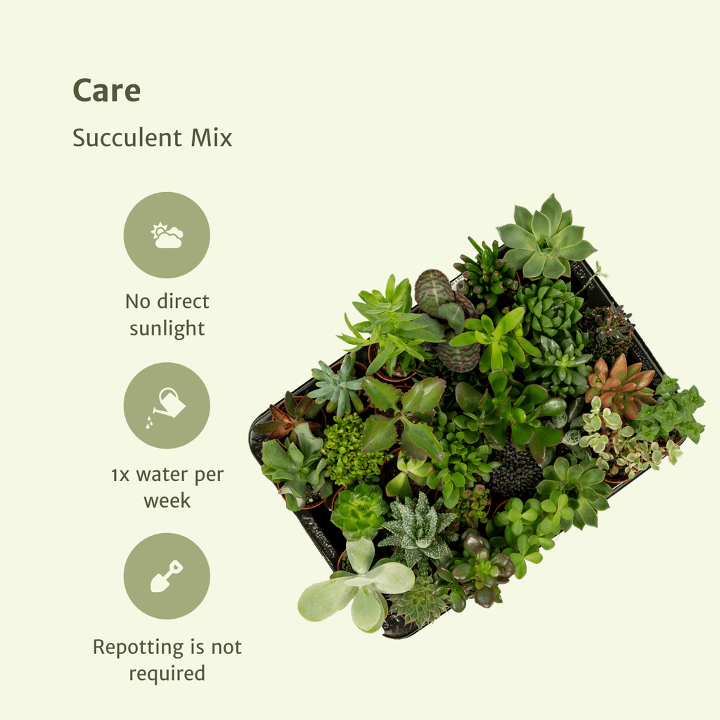 10× Vetplanten – Ø6 cm, 7 cm hoog