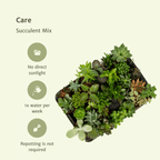 10× Vetplanten – Ø6 cm, 7 cm hoog
