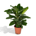 Calathea zebrina – Ø19 cm, 75 cm de haut