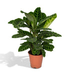 Calathea zebrina – Ø19 cm, 75 cm de haut