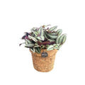 Tradescantia zebrina dans un pot en fibre de coco – Ø13 cm, 15 cm de haut