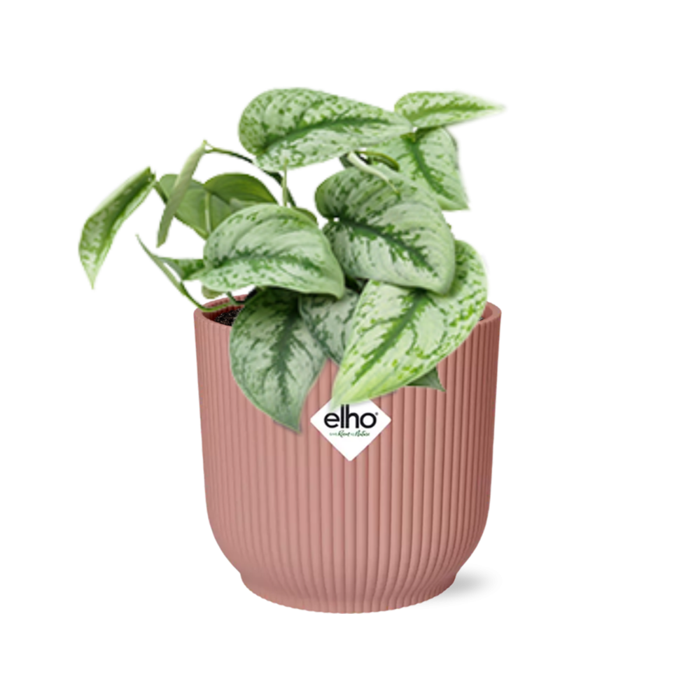 Scindapsus pictus ‘Trebie’ in ELHO Vibes Fold 14cm pink – 20 cm high