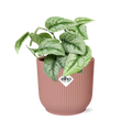 Scindapsus pictus ‘Trebie’ in ELHO Vibes Fold 14cm pink – 20 cm high