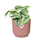 Scindapsus pictus ‘Trebie’ in ELHO Vibes Fold 14cm pink – 20 cm high