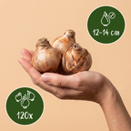 Narzissenmix 'Large Cupped' – 120 Blumenzwiebeln (Zwiebelgröße 12/14)