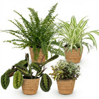 4× Callisia with basket – Ø12 cm, 25 cm high