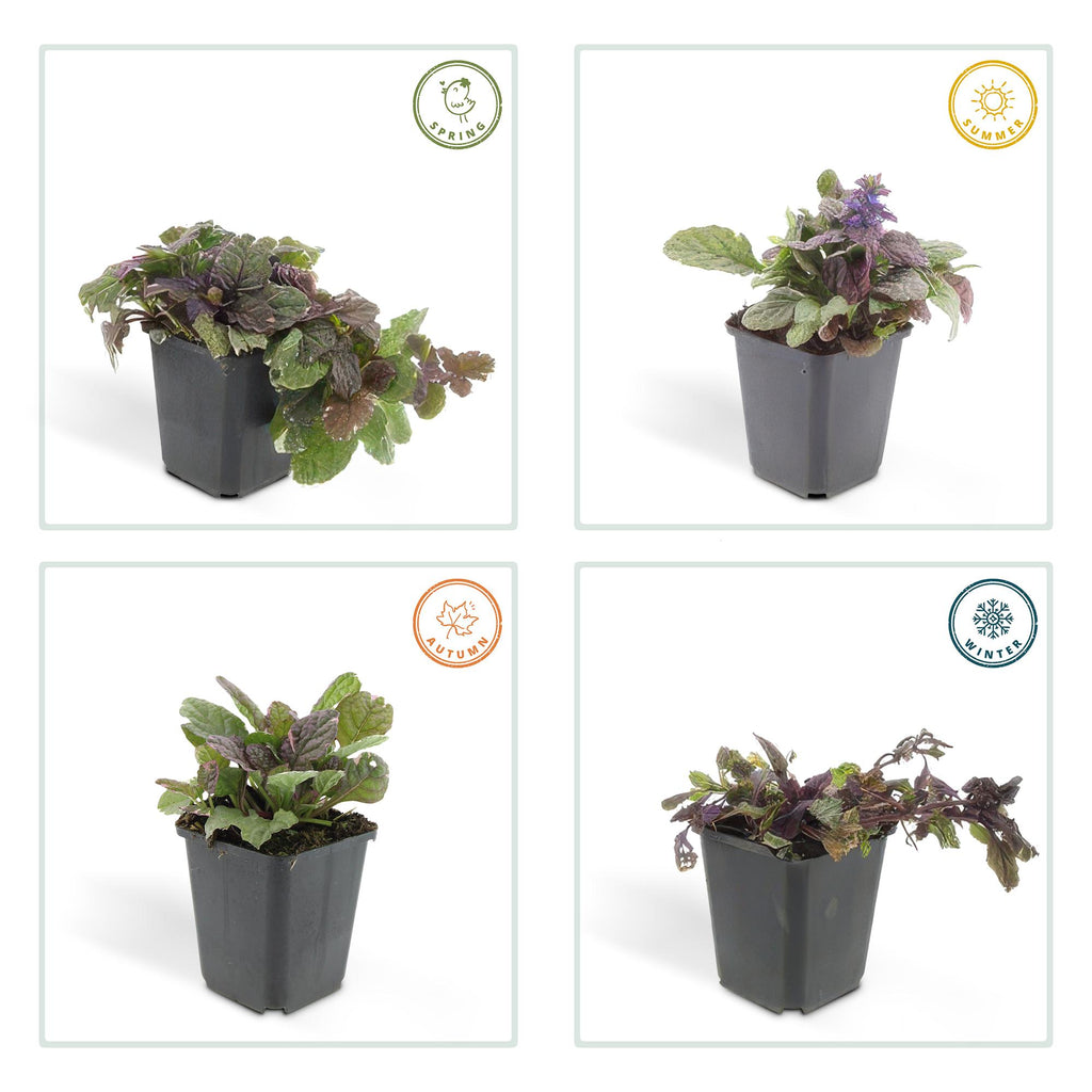 Ajuga reptans 'Burgundy Glow' (kruipend zenegroen) – 6 planten, Ø9 cm, 10–25 cm hoog – foto 4