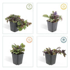 Ajuga reptans 'Burgundy Glow' (kruipend zenegroen) – 6 planten, Ø9 cm, 10–25 cm hoog
