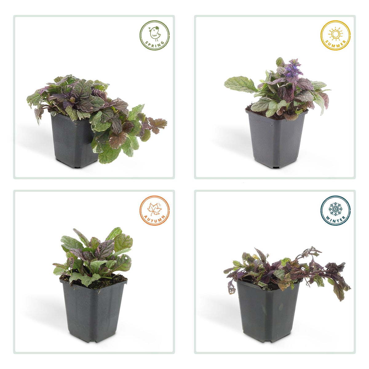 Ajuga reptans 'Burgundy Glow' (kruipend zenegroen) – 6 planten, Ø9 cm, 10–25 cm hoog – foto 4