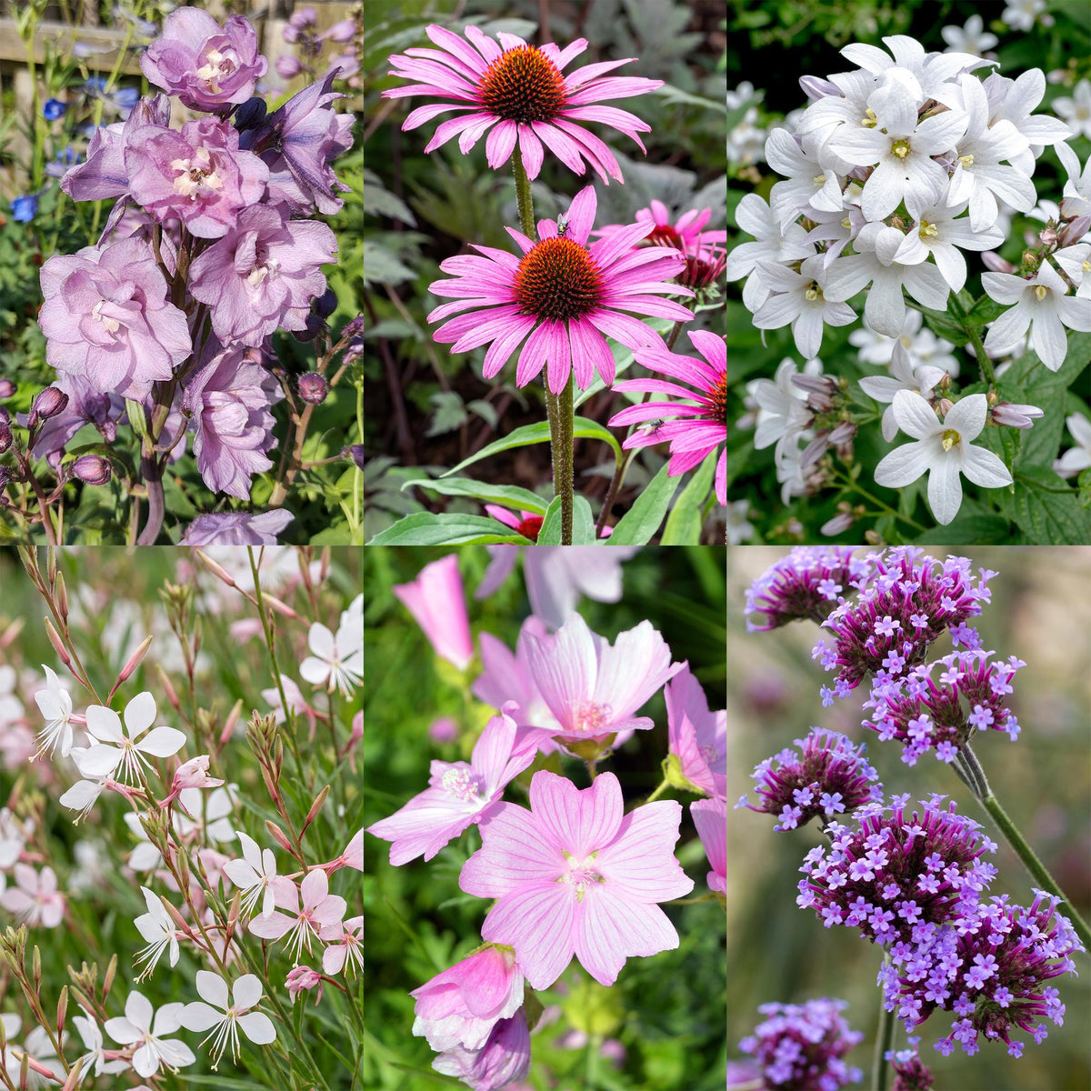 Borderpakket bijen en vlinderlokkend – 6 planten, Ø11 cm, 15–25 cm hoog