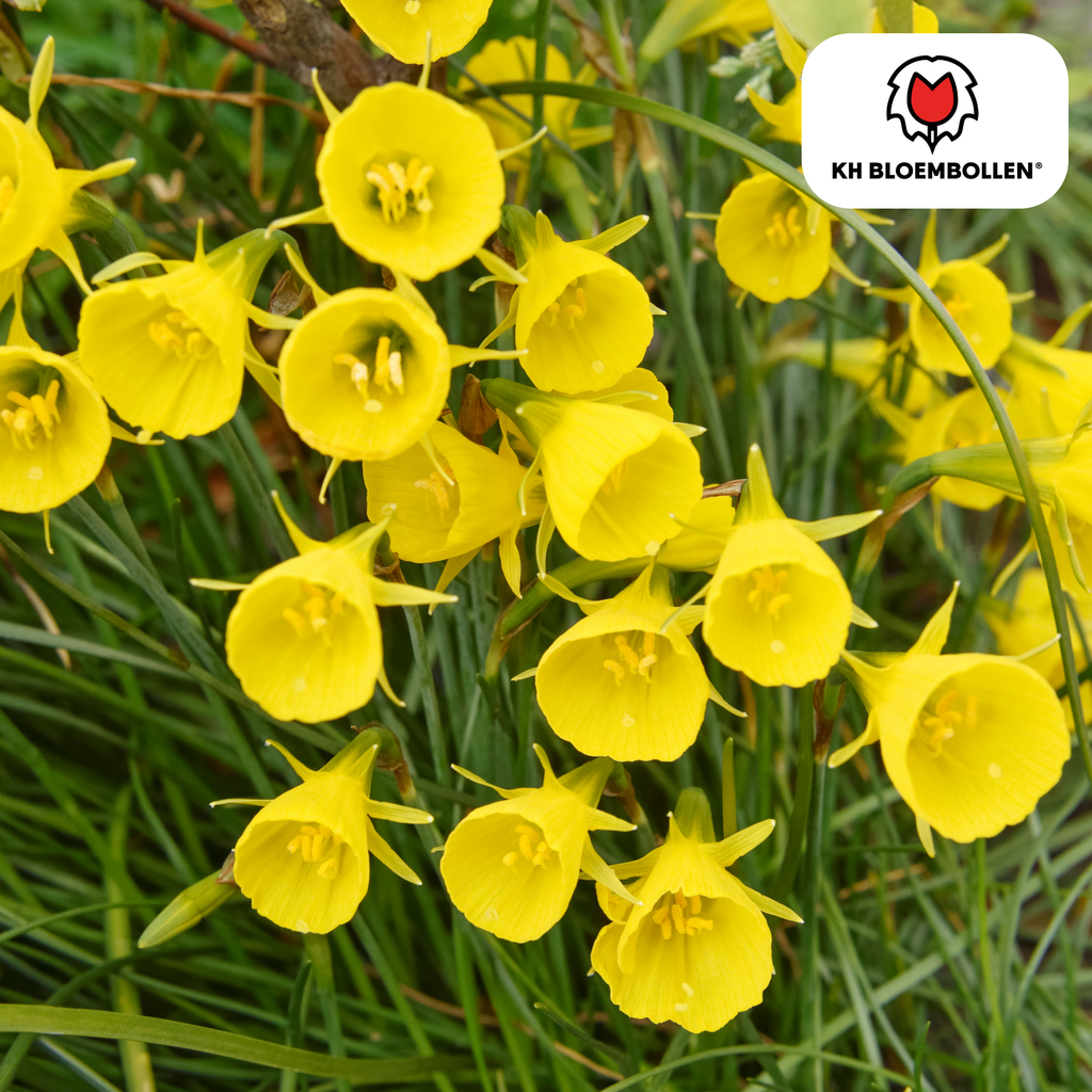 Narcis 'Golden Bells' – 25 blomsterløg