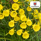 Narcis 'Golden Bells' – 25 blomsterløg