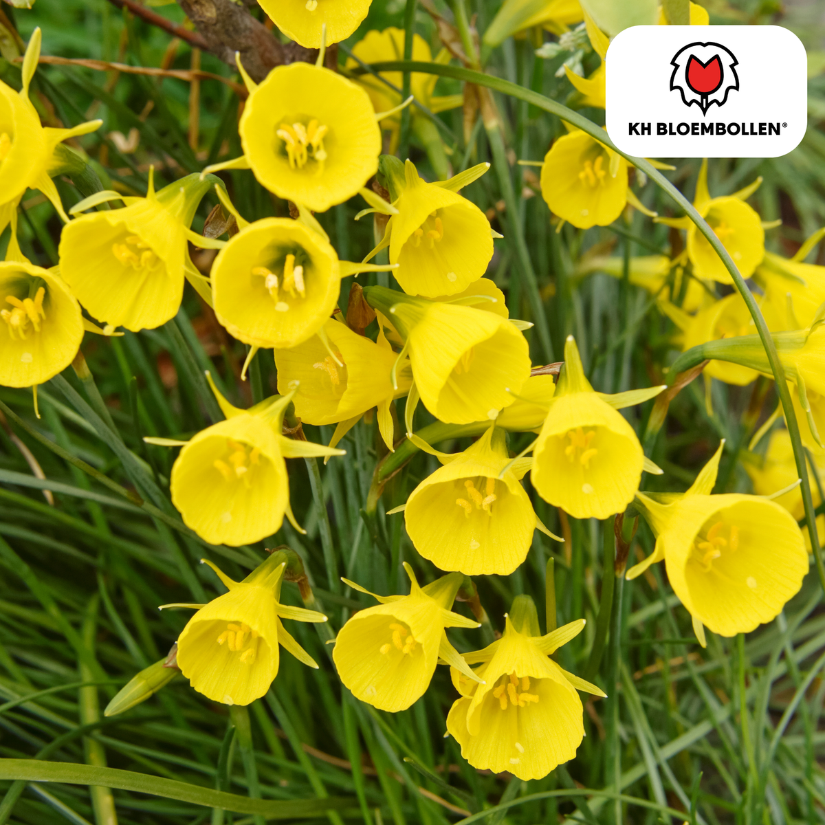 Narcis 'Golden Bells' – 25 blomsterløg