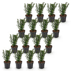 Taxus baccata (if bien-aimé) – 16 plants, Ø9 cm, 20–30 cm de haut