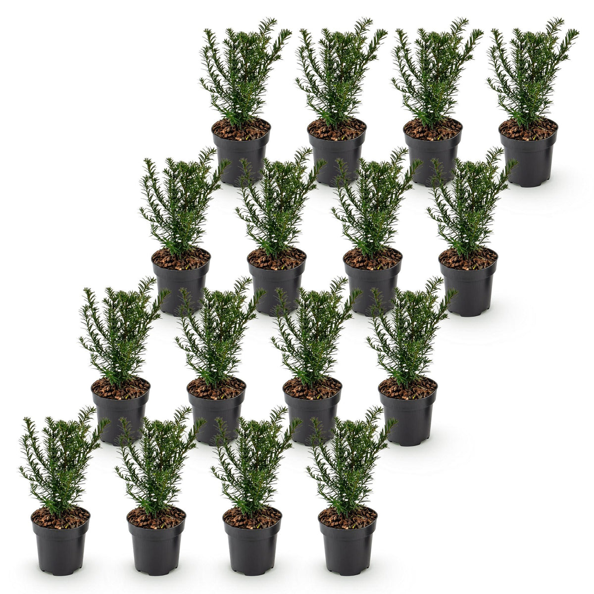 Taxus baccata (if bien-aimé) – 16 plants, Ø9 cm, 20–30 cm de haut – photo 2