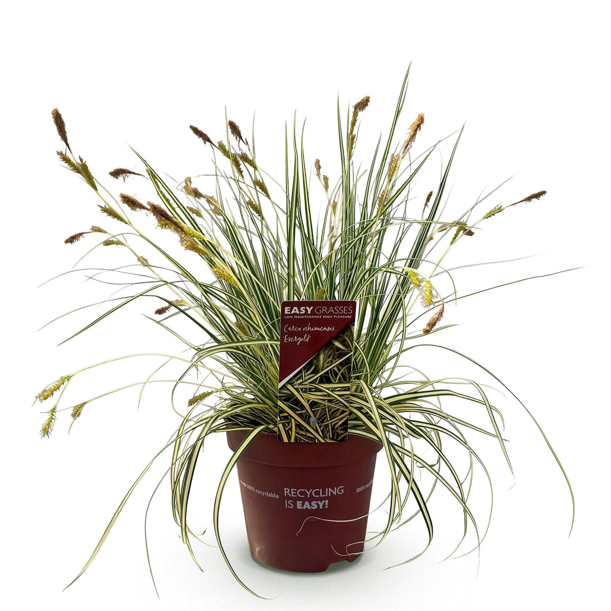 Carex oshimensis 'Evergold' (zegge) – Ø17 cm, 50 cm hoog