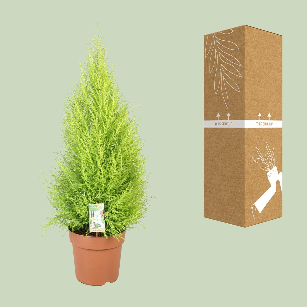 Cupressus Goldcrest Wilma (indendørs cypres) – Ø21 cm, 90 cm høj