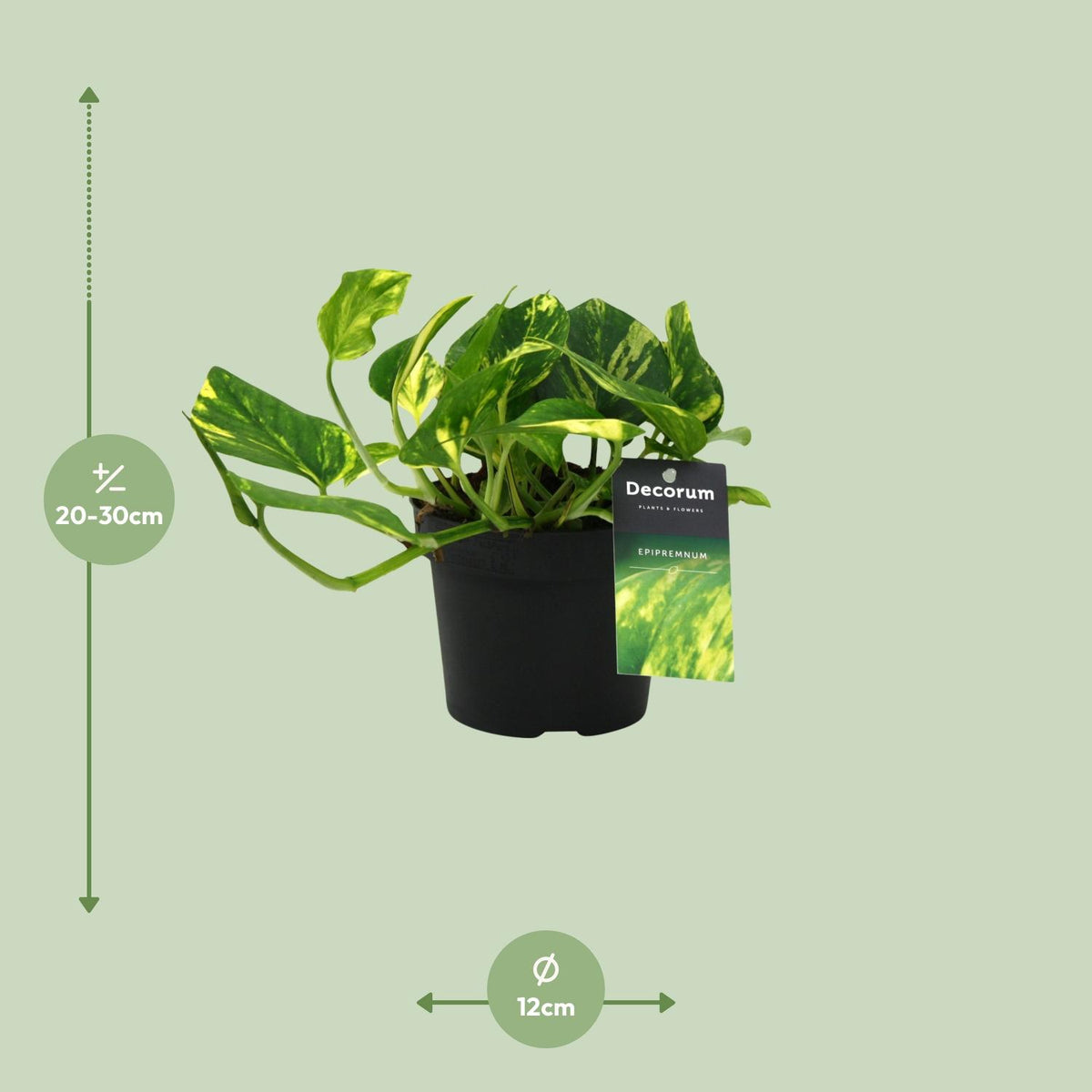 Epipremnum (scindapsus) – Ø12 cm, 25 cm hoog – n'joy gold