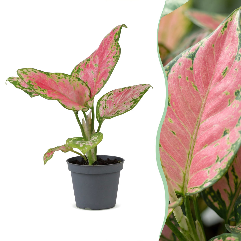 Aglaonema Red Valentine – Ø6 cm, 12 cm de haut