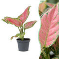 Aglaonema Red Valentine – Ø6 cm, 12 cm de haut