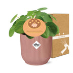 Pilea peperomioides 12cm in ELHO Vibes Fold 14cm pink (Chinese money plant) – 20 cm high