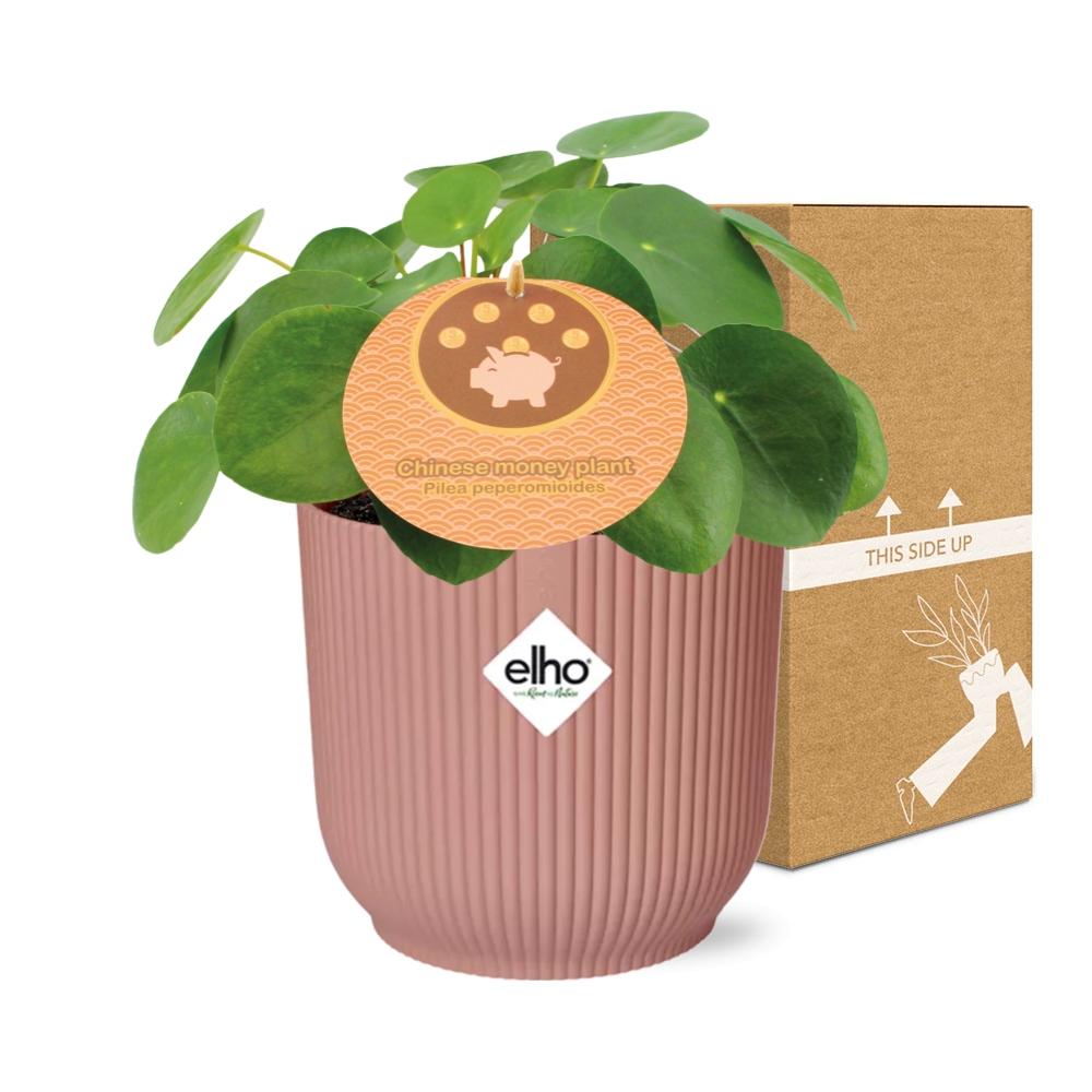 Pilea peperomioides 12 cm en ELHO Vibes Fold 14 cm rose (plante à crêpes) – 20 cm de haut – photo 5