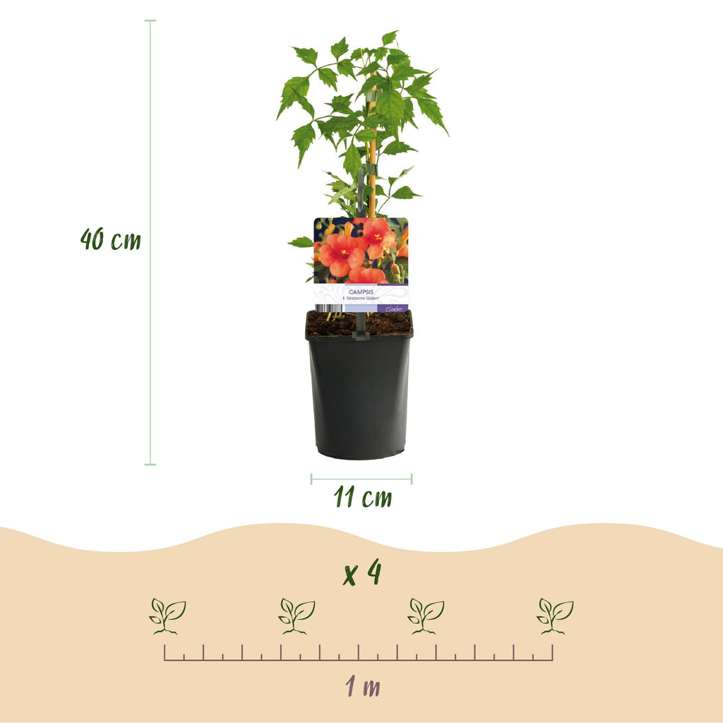 Campsis radicans 'Madame Galen' (trompetenförmige Kletterpflanze) – orange – 2 Pflanzen, Ø 11 cm, 40 cm hoch – Bild 3