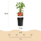 Campsis radicans 'Madame Galen' (trompetenförmige Kletterpflanze) – orange – 2 Pflanzen, Ø 11 cm, 40 cm hoch