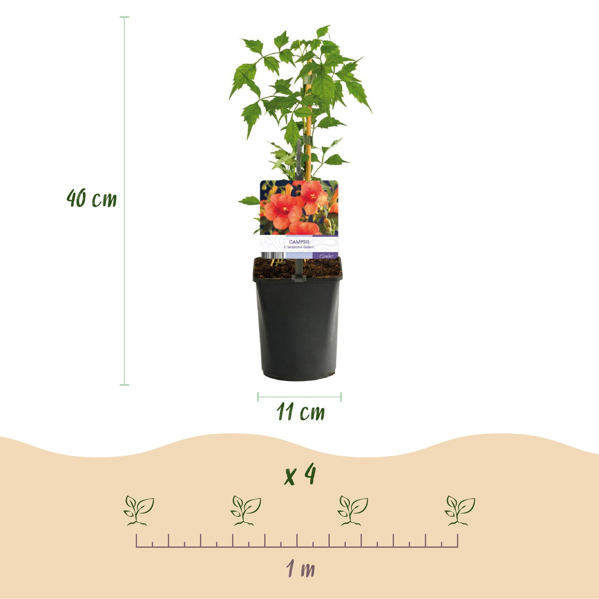 Campsis radicans 'Madame Galen' (trompetenförmige Kletterpflanze) – orange – 2 Pflanzen, Ø 11 cm, 40 cm hoch – Bild 3