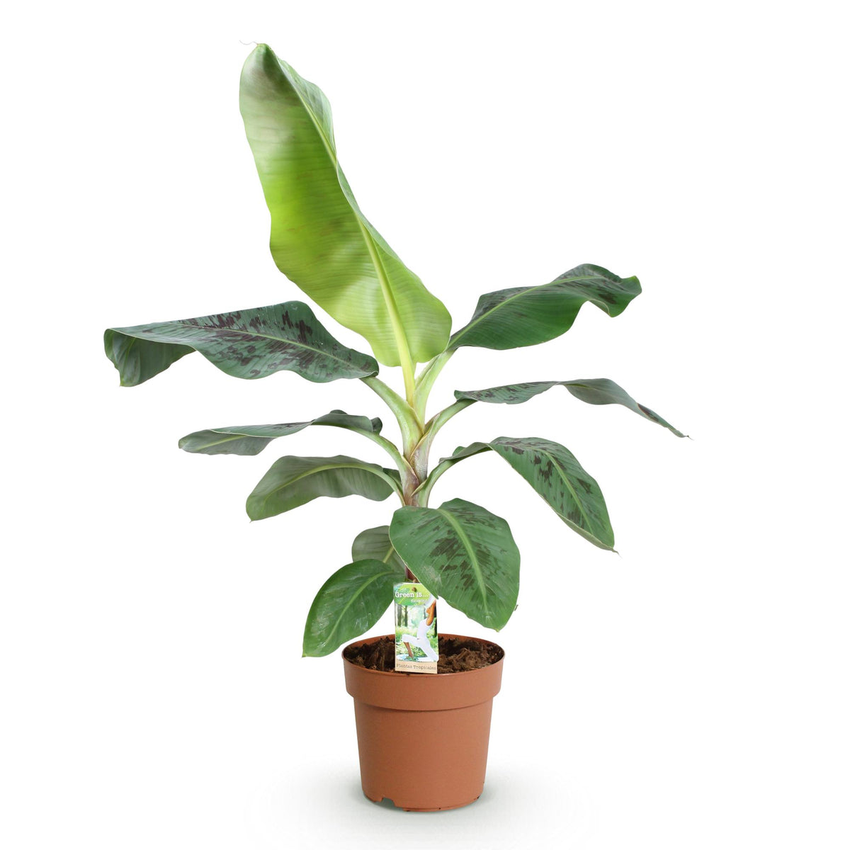 Musa acuminata Dwarf Cavendish (Bananenpflanze) – Ø 21 cm, 70–75 cm hoch