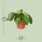 Pilea peperomiodes – Ø 12 cm, 20 cm de haut