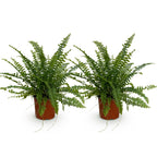 2× Nephrolepis exaltata Green Lady (sværdbregne) – Ø12 cm, 28–30 cm høj