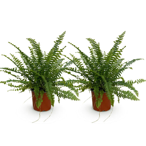 2× Nephrolepis exaltata Green Lady (zwaardvaren) – Ø12 cm, 28–30 cm hoog