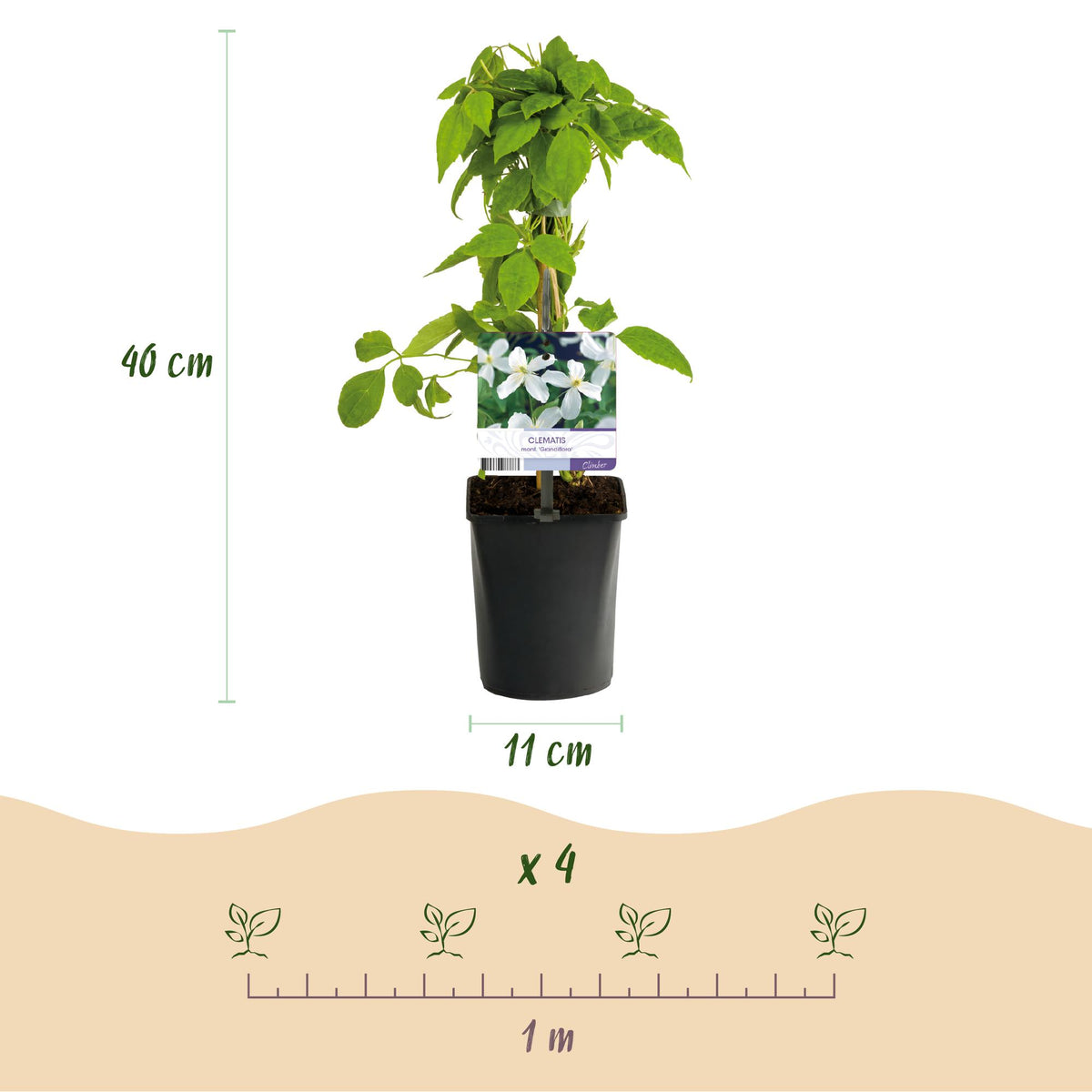 Clematis montana grandiflora (Berg-Waldrebe) – weiß – 2 Pflanzen, Ø 11 cm, 40 cm hoch