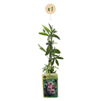 Passiflora 'Victoria' (passiflore) – rouge-rose – Ø9 cm, 35 cm de haut