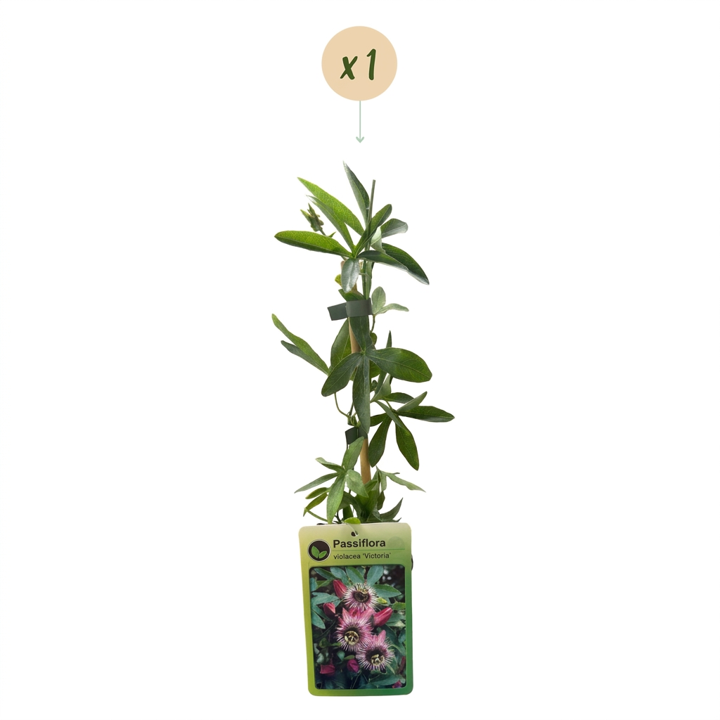 Passiflora 'Victoria' (passiflore) – rouge-rose – Ø9 cm, 35 cm de haut – photo 2