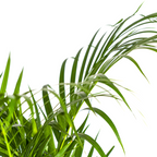 Dypsis Areca Lutescens (goudpalm) – Ø21 cm, 100–120 cm hoog