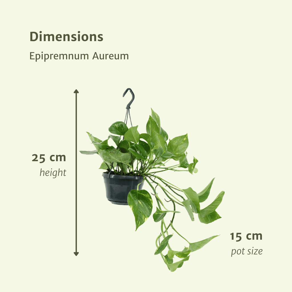 2× Epipremnum aureum (scindapsus) – Ø15 cm, 25 cm hoog – foto 4