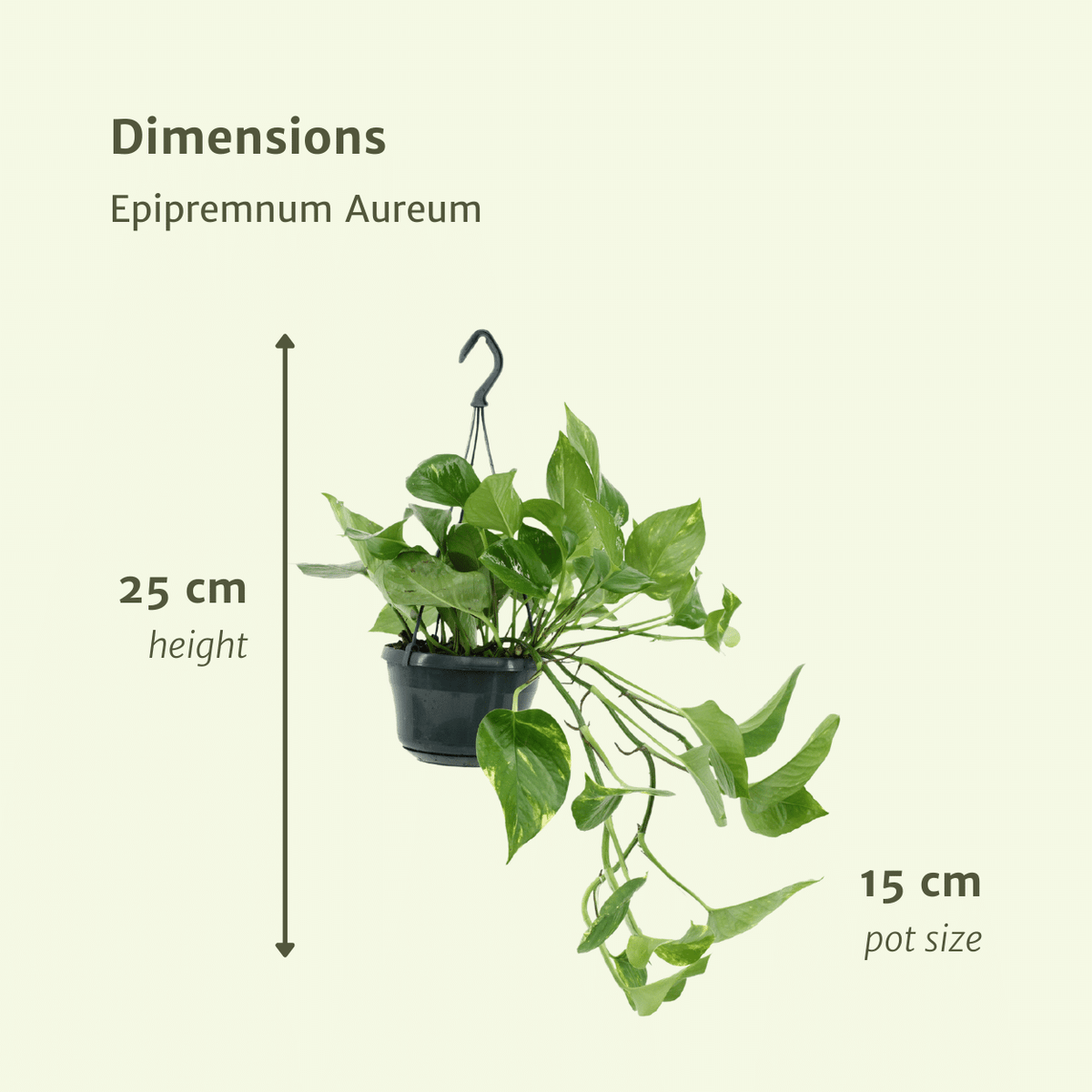 2× Epipremnum aureum (scindapsus) – Ø15 cm, 25 cm de haut