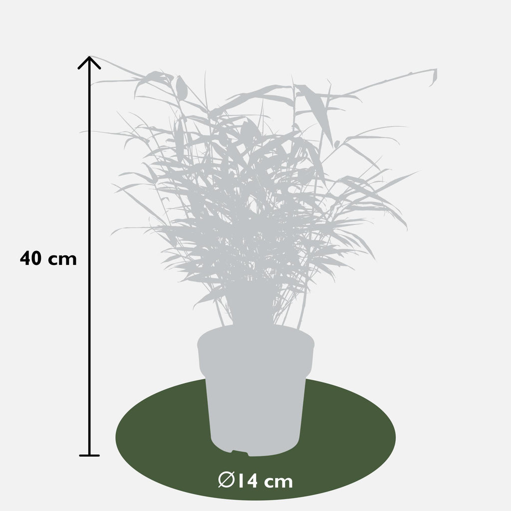 Fargesia rufa (Bambus) – 12 Pflanzen, Ø 14 cm, 40 cm hoch – Bild 6