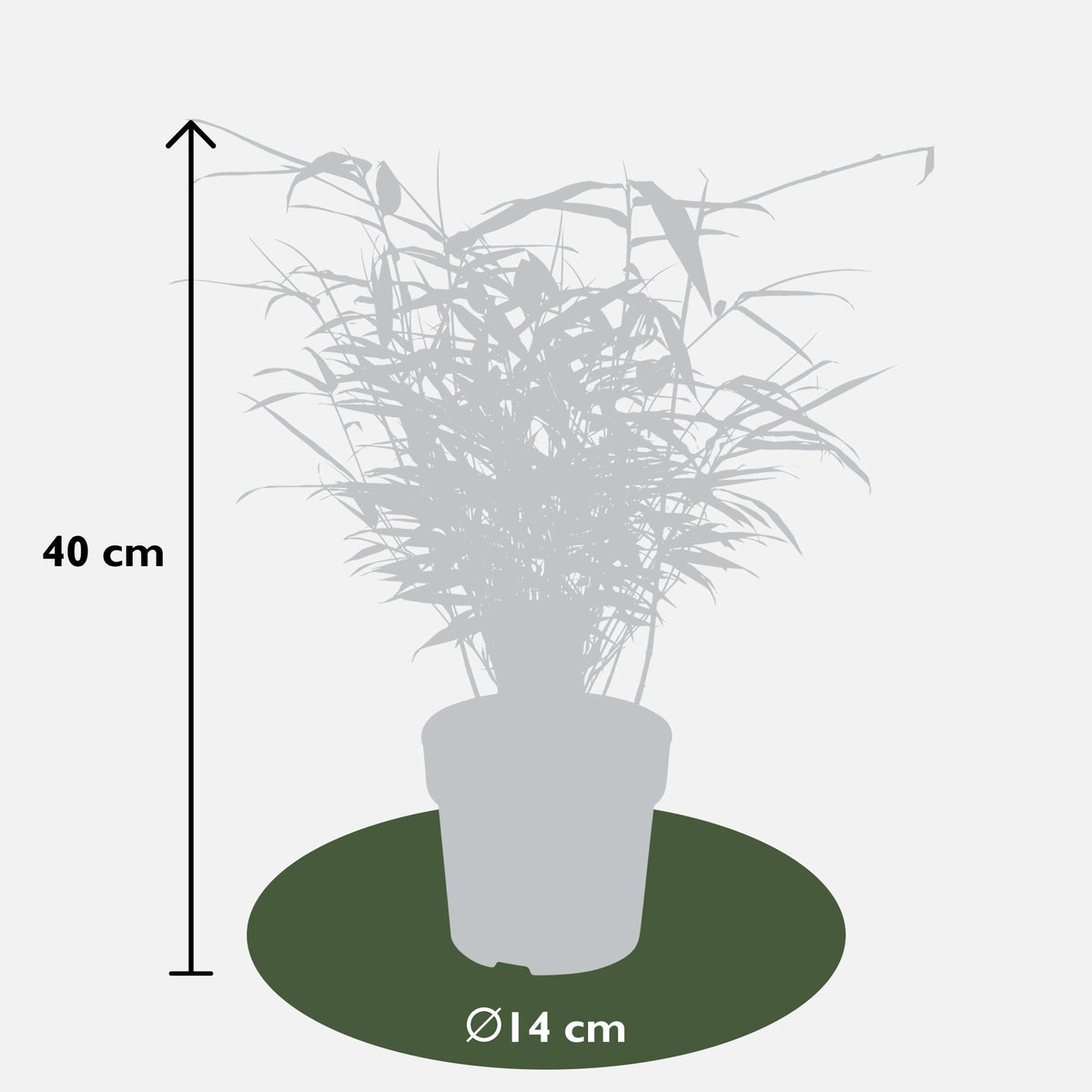 Fargesia rufa (Bambus) – 12 Pflanzen, Ø 14 cm, 40 cm hoch – Bild 6