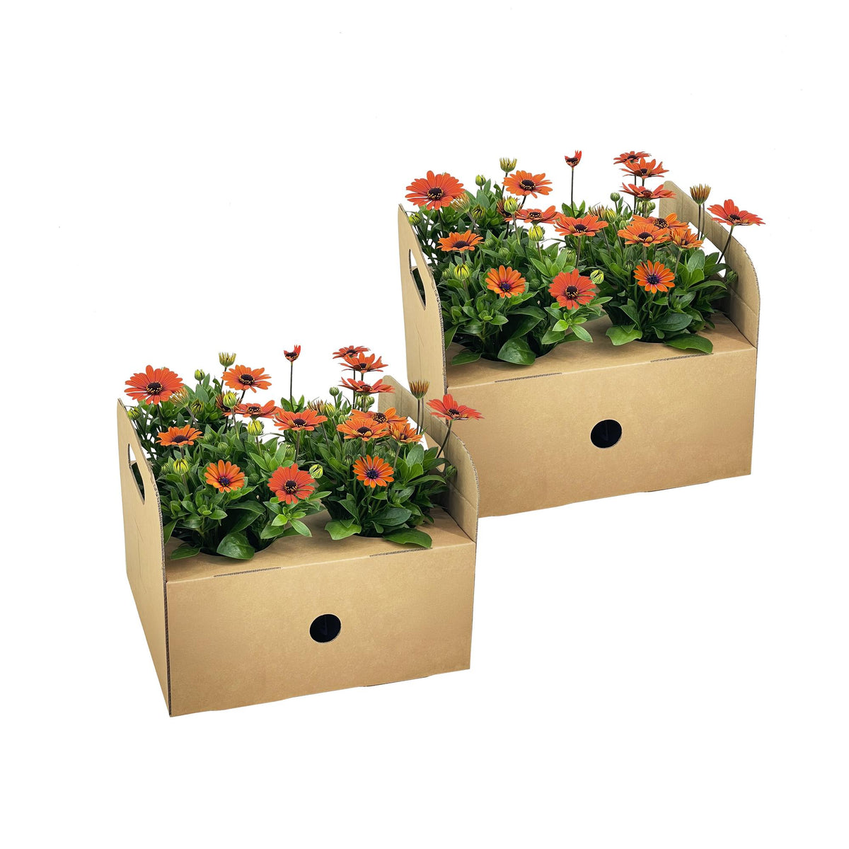 Osteospermum 'Ecklonis Orange' (Spaanse margriet) – 8 planten, Ø12 cm, 20 cm hoog