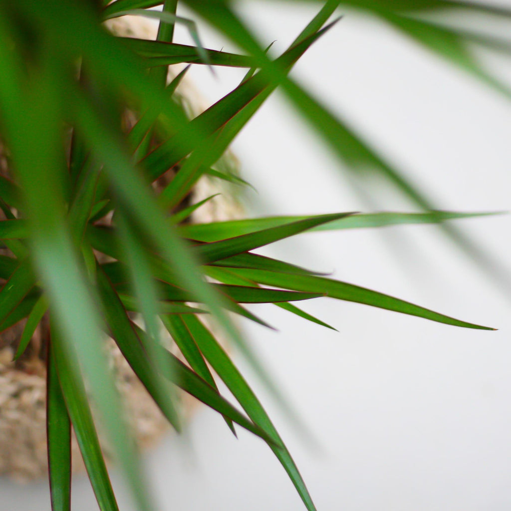 Dracaena marginata (dragetræ) i Potter-pyntepotte – Ø21 cm, 95 cm høj