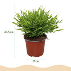 Bamusa Pogonatherum Monica (bambusgræs) i hvid Potter-pyntepotte – Ø12 cm, 20 cm høj