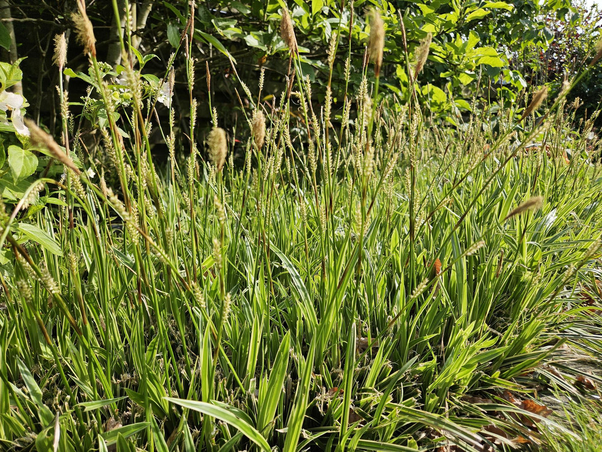 Carex morrowii 'Aureovariegata' (starr) – 60 plantor, Ø9 cm, 10–25 cm hög – bild 6
