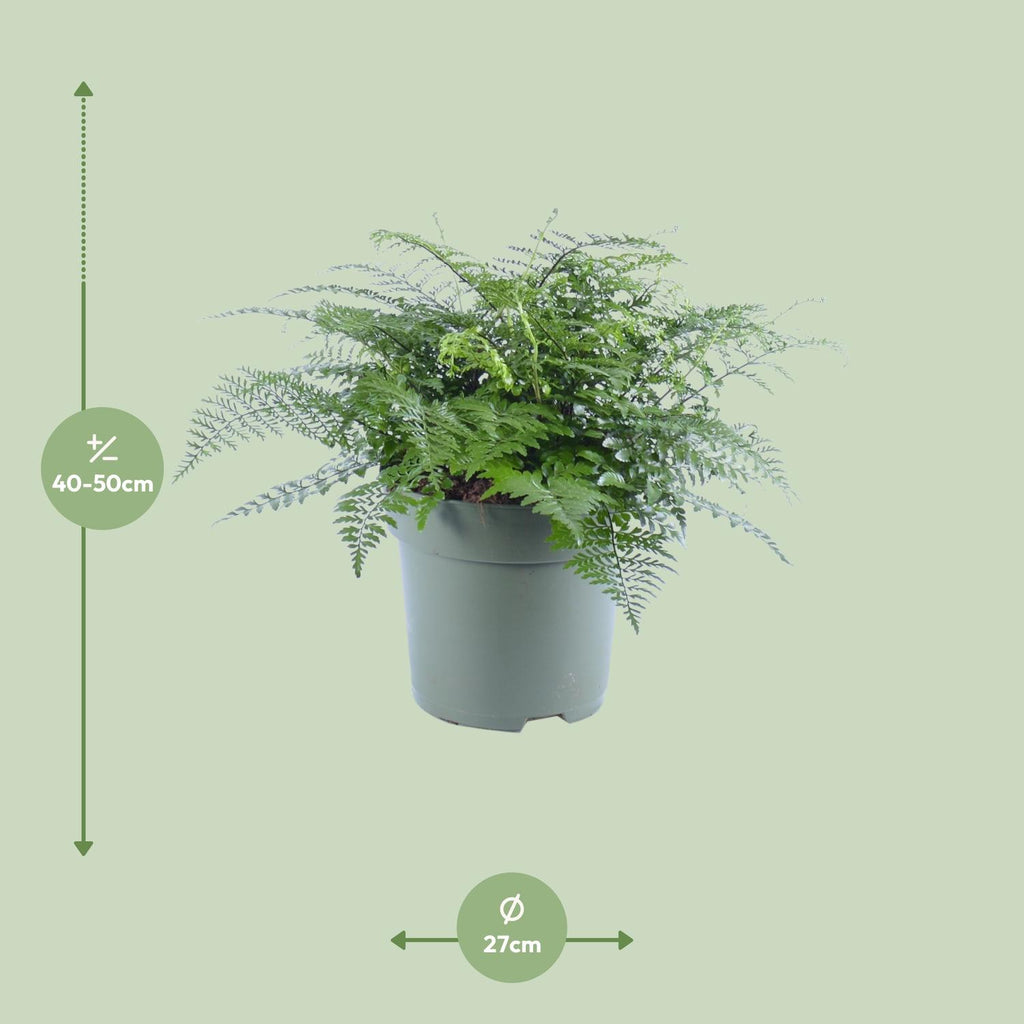 Asplenium Parvati (Vogelnestfarn) – Ø 27 cm, 50 cm hoch