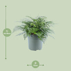 Asplenium Parvati (Vogelnestfarn) – Ø 27 cm, 50 cm hoch